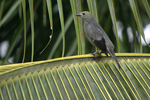 Palm Tanager    